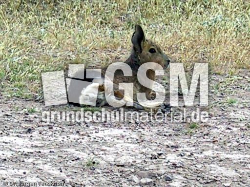 Pampashase (1 von 8).jpg